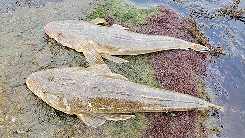 マゴチの釣果