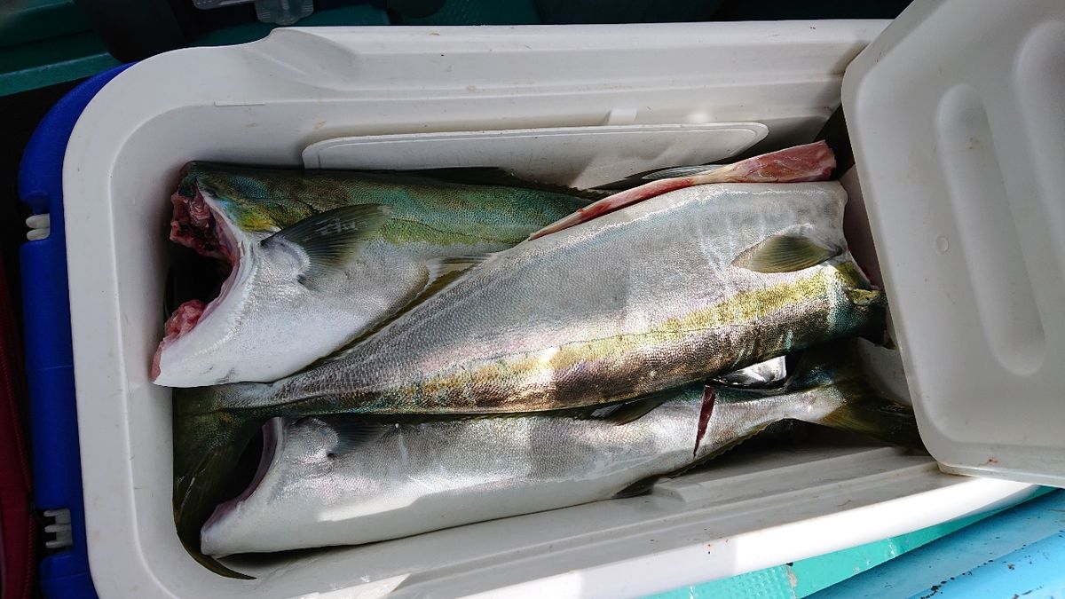 釣りバカじいさんさんの釣果 2枚目の画像