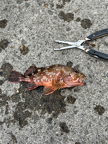 アラカブの釣果