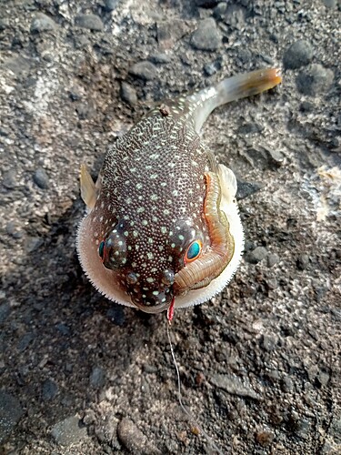 クサフグの釣果