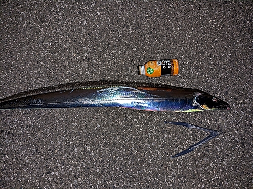 タチウオの釣果