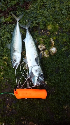 サバの釣果