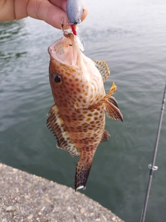 オオモンハタの釣果