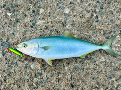 フクラギの釣果