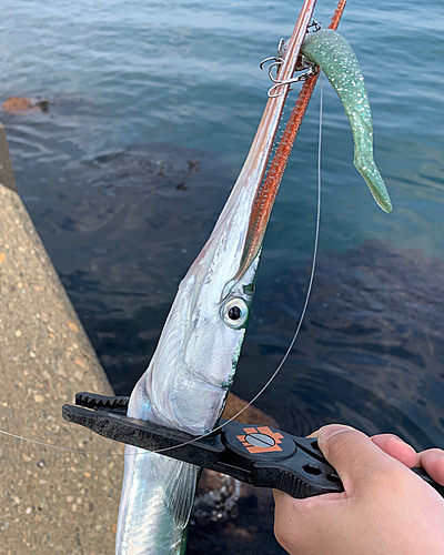 ダツの釣果