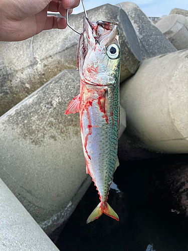 サバの釣果