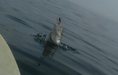 シーバスの釣果