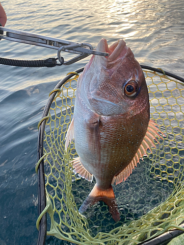 タイの釣果