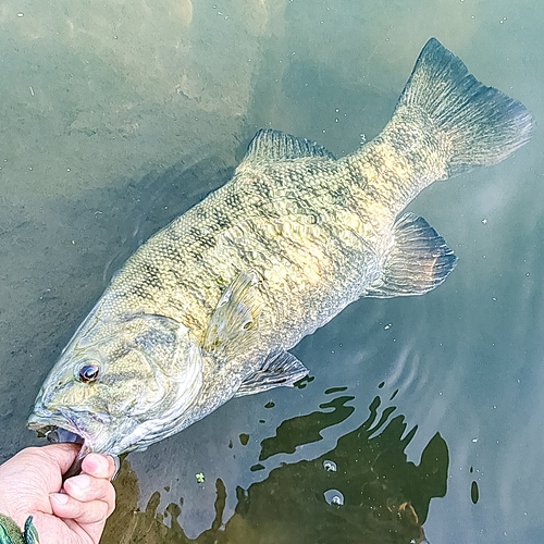 スモールマウスバスの釣果