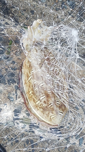 モンゴウイカの釣果