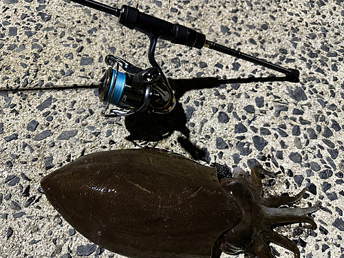 モンゴウイカの釣果