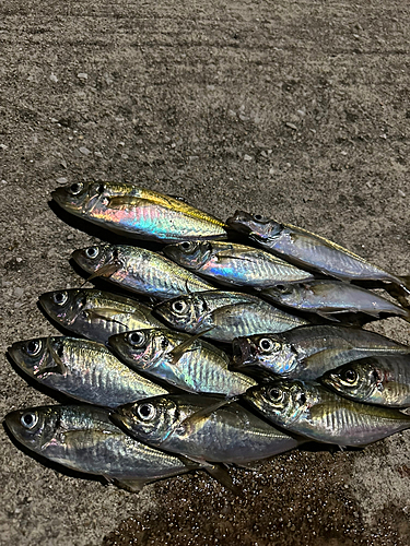 アジの釣果