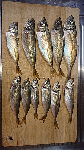 アジの釣果