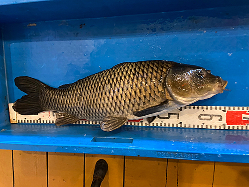 コイの釣果