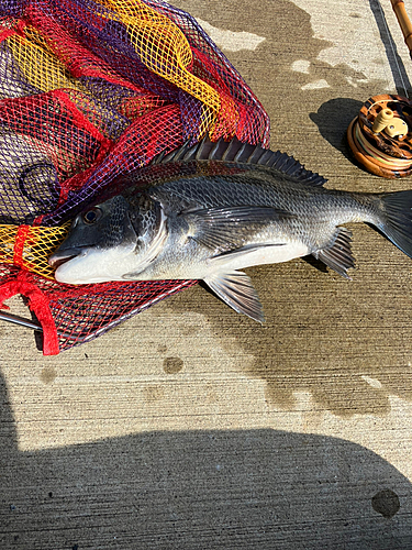 クロダイの釣果