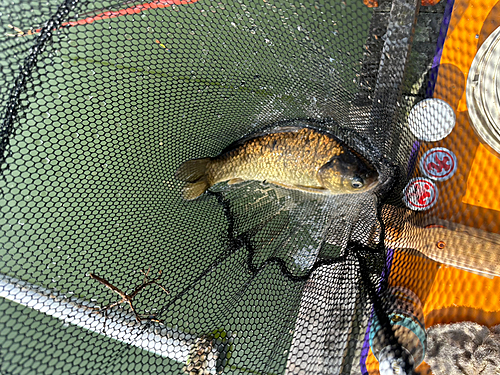 ヘラブナの釣果