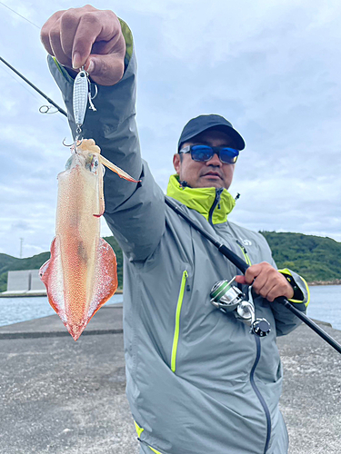 ヤリイカの釣果