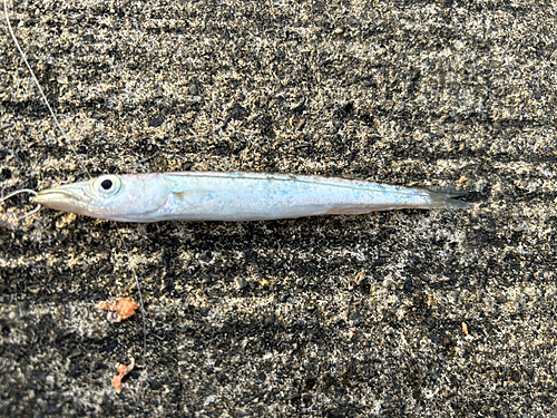 カタクチイワシの釣果