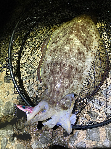 モンゴウイカの釣果