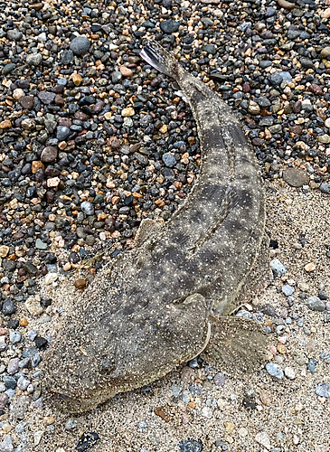 マゴチの釣果