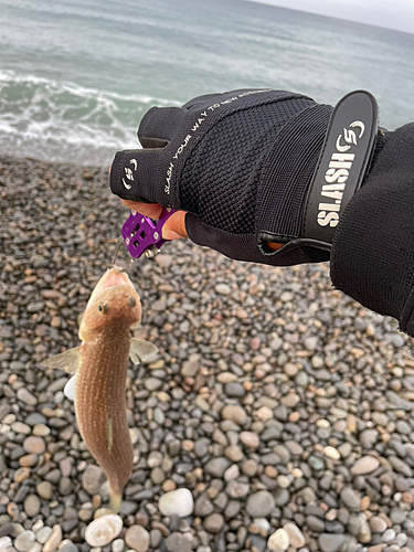 エソの釣果