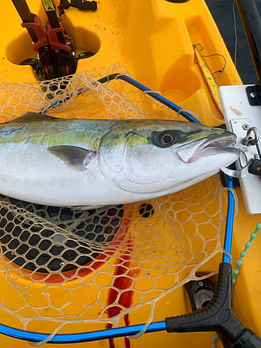 ワラサの釣果