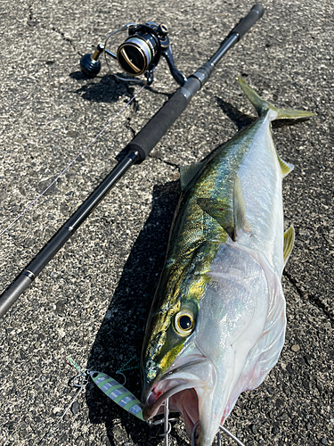 イナダの釣果