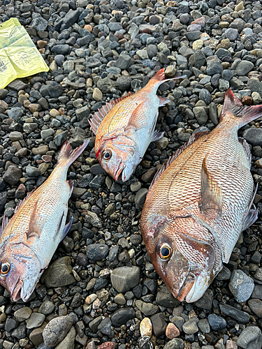 マダイの釣果