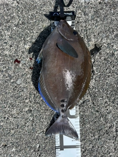 ニザダイの釣果