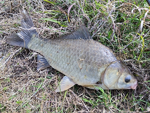 フナの釣果