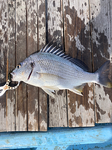 キビレの釣果