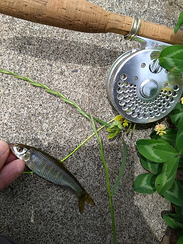 オイカワの釣果