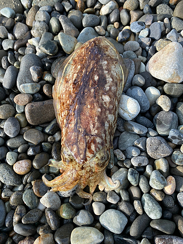 コウイカの釣果