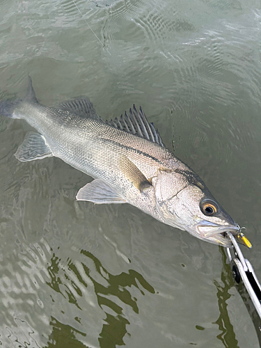 シーバスの釣果