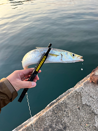 カマスの釣果