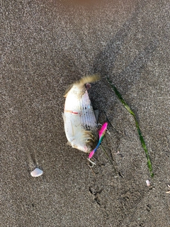 コノシロの釣果