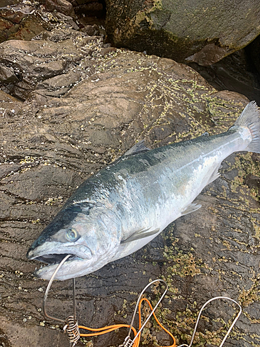 サクラマスの釣果