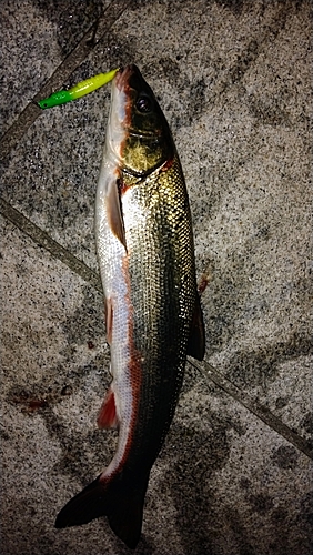 マルタウグイの釣果