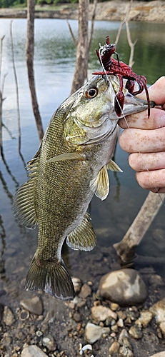 スモールマウスバスの釣果