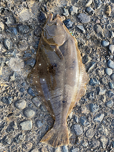 ヒラメの釣果