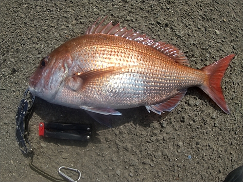 マダイの釣果