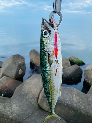 サバの釣果