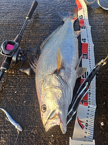 オオニベの釣果