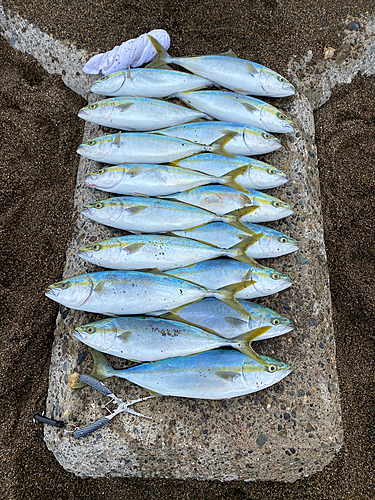 イナダの釣果