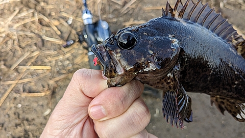 ムラソイの釣果