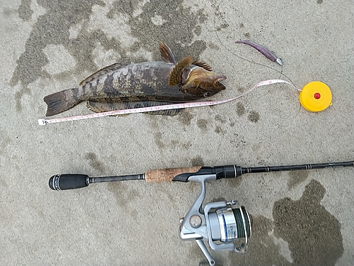 アイナメの釣果