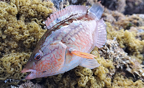 ホシササノハベラの釣果