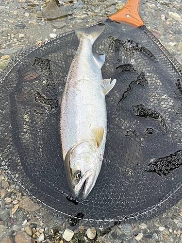 サツキマスの釣果