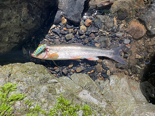 ウグイの釣果