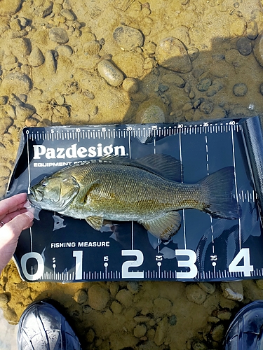 スモールマウスバスの釣果